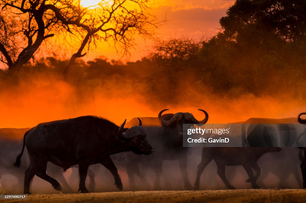 African Safari Cape Buffalo Sunset Kruger National Park South Africa