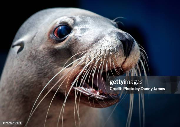 smiling seal - coffs harbour stock-fotos und bilder