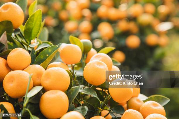 kumquat ("金桔”/“年桔”) bonsai tree plantation - bonsai tree stock pictures, royalty-free photos & images