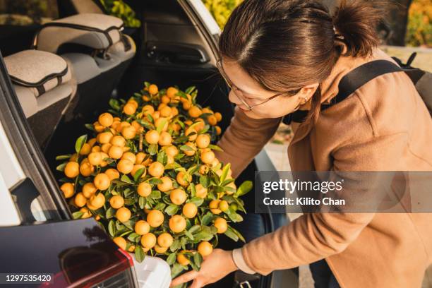 asian woman loading the chinese new year plant kumquat to the car - fruit laden trees stock-fotos und bilder