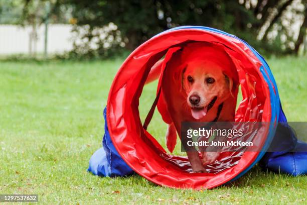 into the tunnel - dog show stock pictures, royalty-free photos & images