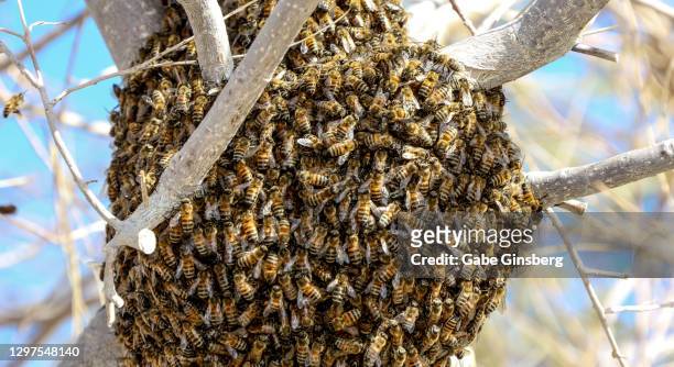 swarming honey bees forming a cluster - swarm of insects foto e immagini stock
