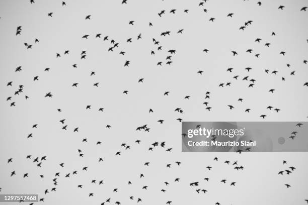 flock of starlings flying high in heaven - starlings flock stock pictures, royalty-free photos & images