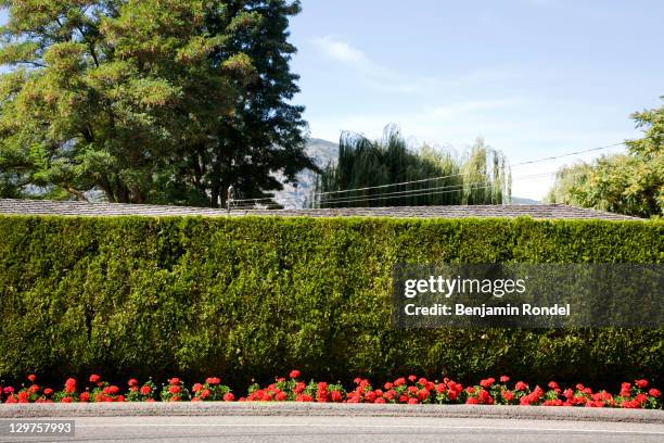 green hedge and flowers - seto fotografías e imágenes de stock