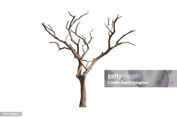 bare tree, dead tree isolated on white background. - bare tree branches stock pictures, royalty-free photos & images