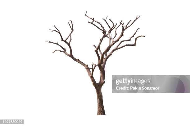 bare tree, dead tree isolated on white background. - tree trunk ストックフォトと画像