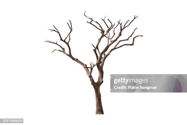 bare tree, dead tree isolated on white background. - eikenhout stockfoto's en -beelden