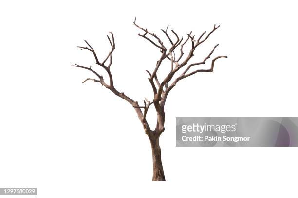 bare tree, dead tree isolated on white background. - tree position - fotografias e filmes do acervo