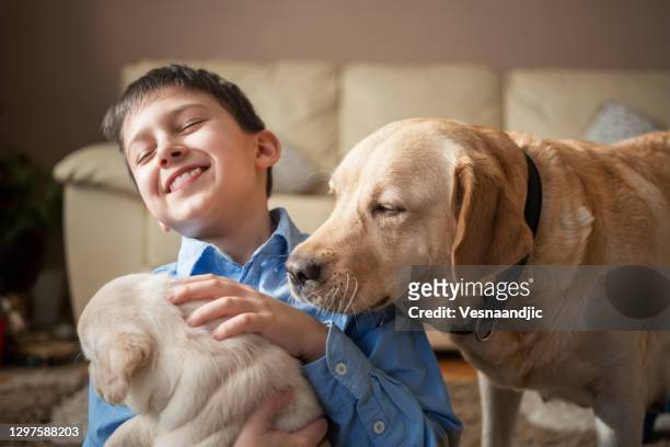 cute boy playing with puppies at home - newborn puppy stock pictures, royalty-free photos & images