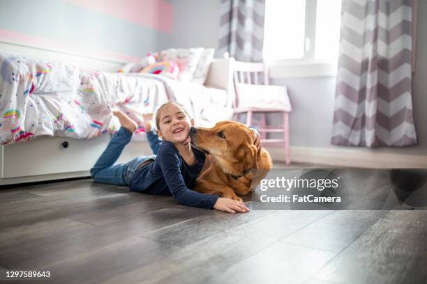 stop licking me! it tickles! - golden retriever dog bed stock pictures, royalty-free photos & images