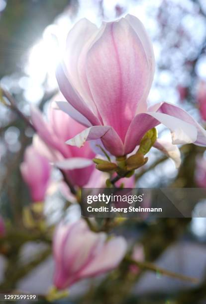 magnolia1 - joerg steinmann stock pictures, royalty-free photos & images