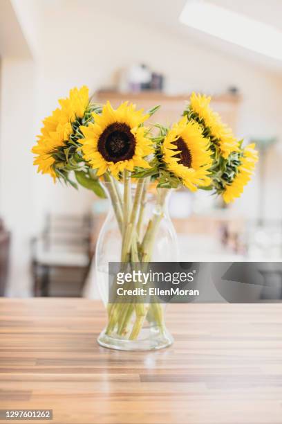 zonnebloemen - sunflower stockfoto's en -beelden