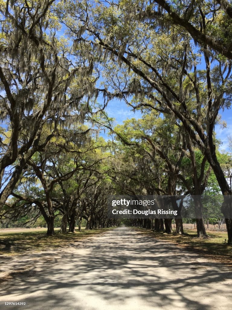 Wormsloe Historic Plantation Site - Savannah Georgia