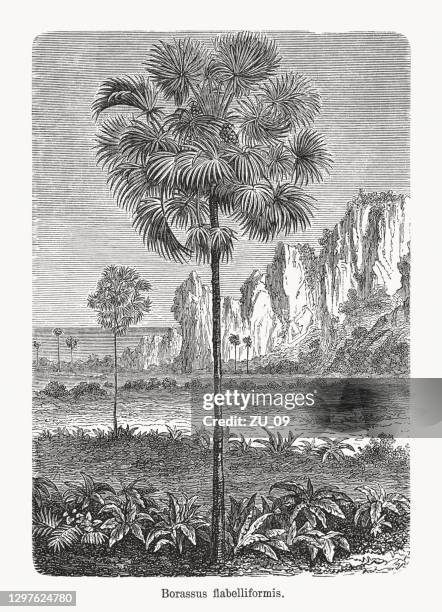 palmyra palm (borassus flabellifer), wood engraving, published in 1893 - socotra stock illustrations