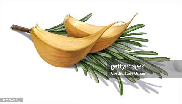 herb - rosemary - garlic stock illustrations