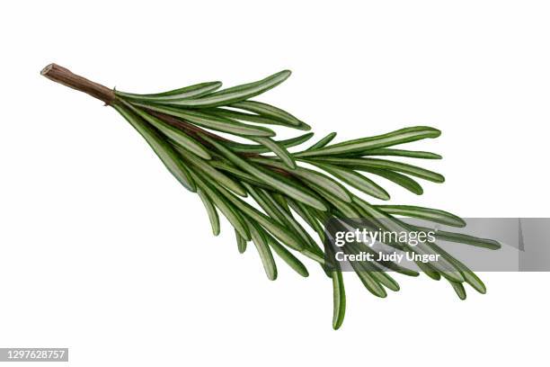 herb - rosemary - rosemary stock illustrations