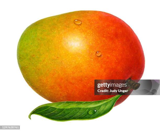562 Ilustraciones de Mango Fruta Tropical - Getty Images 562 Ilustraciones de Mango Fruta Tropical - Getty Images