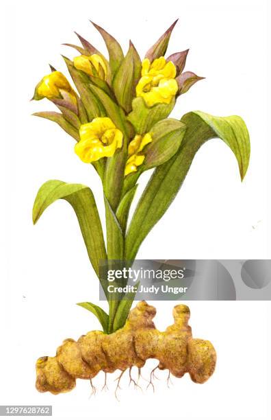herb - turmeric - turmeric stock illustrations