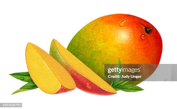 ilustraciones, imágenes clip art, dibujos animados e iconos de stock de grupo de té de mango - fruta tropical