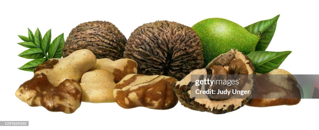 Nuts - Black Walnuts
