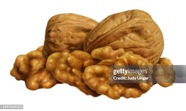 nuts - walnut group b - photo realism stock illustrations