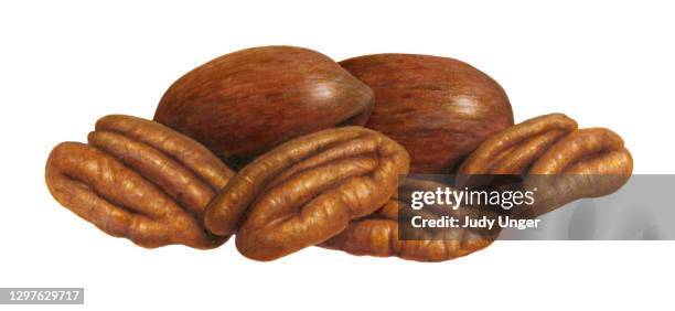 nuts - pecans - pecans isolated stock illustrations