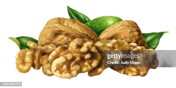 nuts - walnuts - photo realism stock illustrations