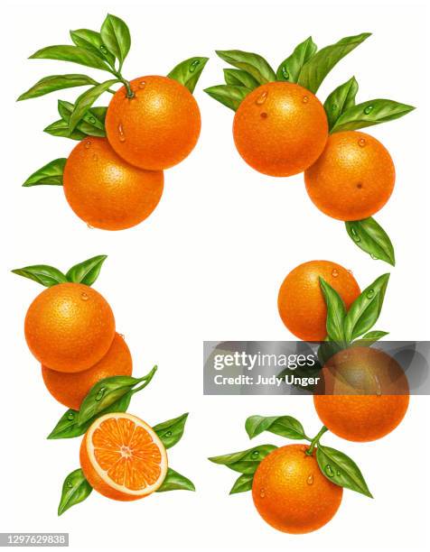 illustrazioni stock, clip art, cartoni animati e icone di tendenza di bordo arancione - citrus reticulata clementine