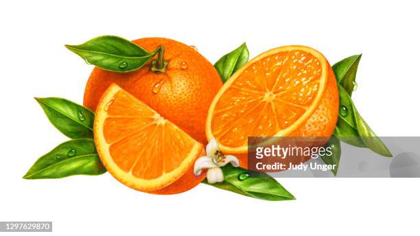 ilustrações, clipart, desenhos animados e ícones de grupo laranja - citrus fruit