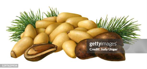 nuts - pine nuts - pine tree close up stock illustrations