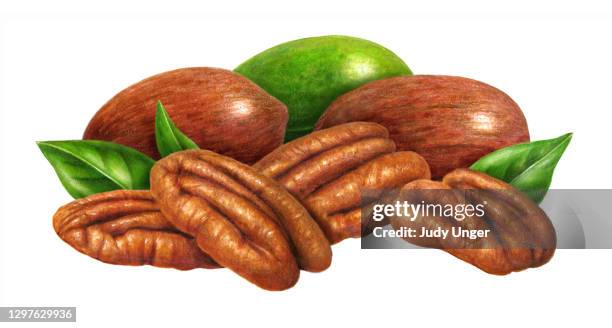 nuts - pecans - praline stock illustrations