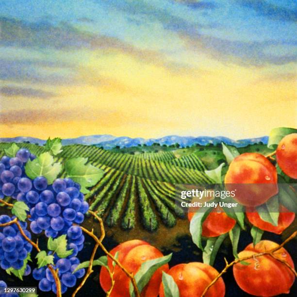 orchard sunrise - peach orchard stock illustrations