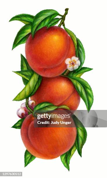 peaches vertical - peach tree stock illustrations
