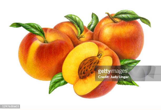 stockillustraties, clipart, cartoons en iconen met perzikgroep met pit - peach