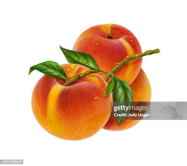 peaches three and branch - peach stock illustrations