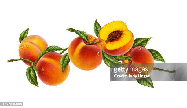 peaches on branch - peach tree stock illustrations
