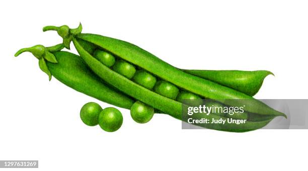 erbsenschoten 2 - legumes aquarelle stock-grafiken, -clipart, -cartoons und -symbole