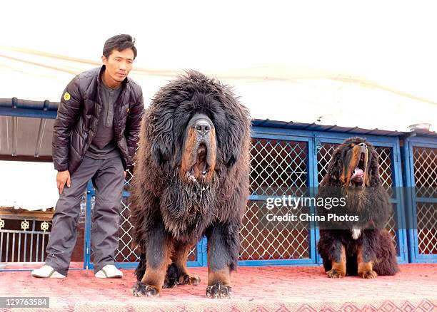 An owner displays his Tibetan Mastiff to potential buyers at a Tibetan Mastiff breeding center in Jiegu Township on October 16, 2011 in Yushu County...