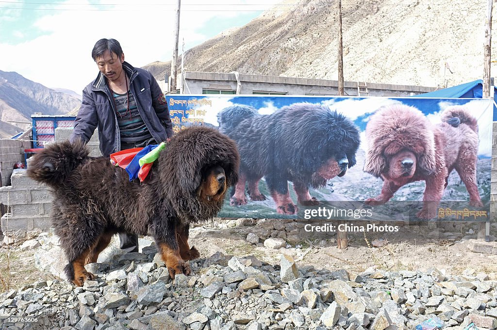 Breeders Show Tibetan Mastiffs In Yushu County