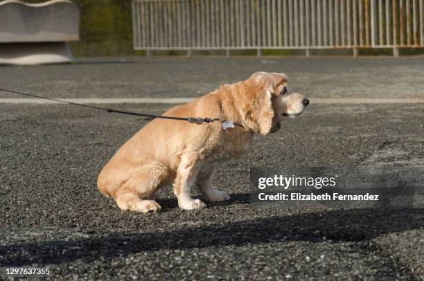 dog urinating in public place - urine stock pictures, royalty-free photos & images