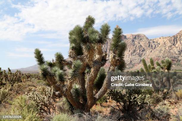 a desert landscape with joshua trees - spring mountains stock pictures, royalty-free photos & images