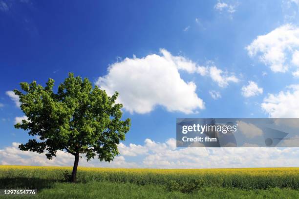 Rapre Tree 7.007 Rape Tree Stock Photos, High-Res Pictures, and Images - Getty Images