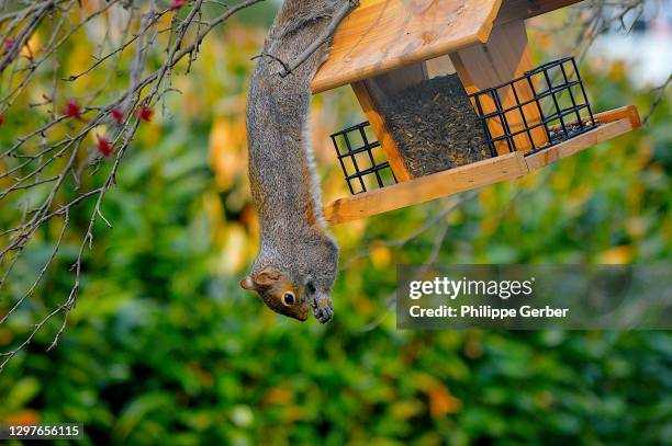 squirrel eating from bird feeder - squirrel eating stock pictures, royalty-free photos & images