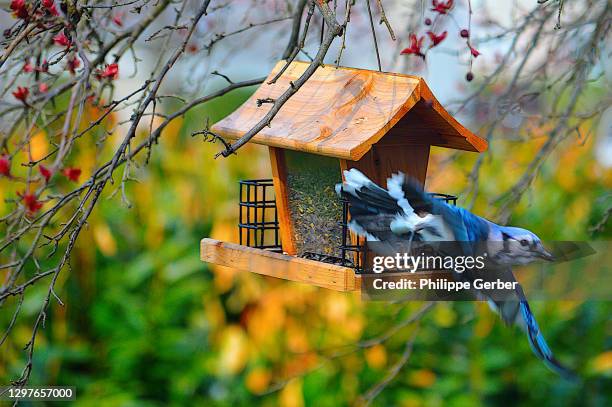 blue jay bird flying off from feeder - bird feeder stock pictures, royalty-free photos & images