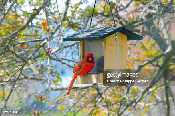 northern cardinal on bird feeder - bird feeder stock pictures, royalty-free photos & images