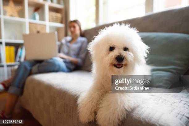 portrait of a cute bichon frise dog lying on a couch while owner working in the background - bichon frise stock pictures, royalty-free photos & images