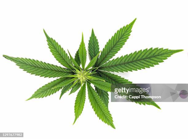 medical cannabis sugar black rose over white background - marijuana leaf 個照片及圖片檔