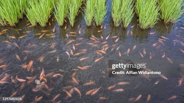 minapadi: rice-fish farming - fish pond stock pictures, royalty-free photos & images