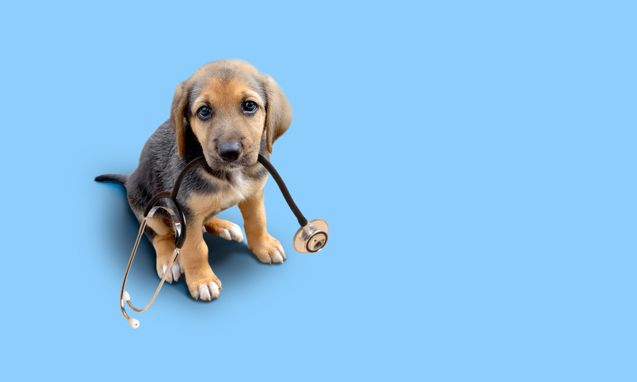 puppy health check