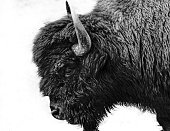 Black and white bison